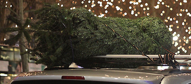 Live cut Christmas tree protection and transportation