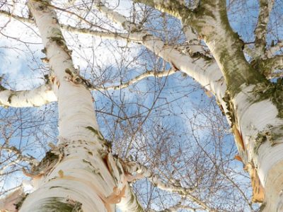 Medicinal birch tree for backyard landscape