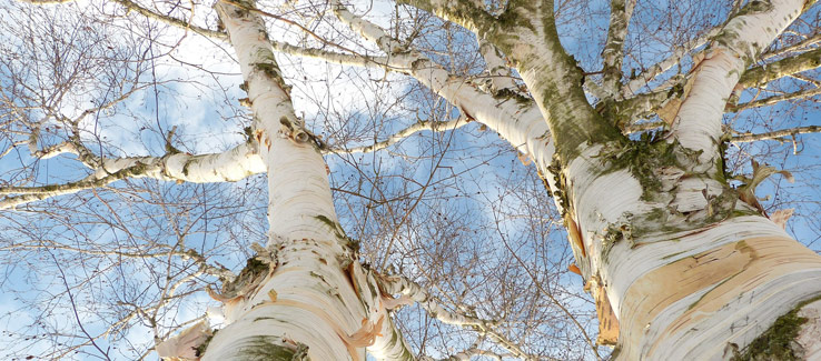 Medicinal birch tree for backyard landscape
