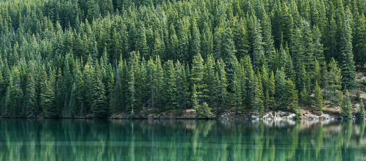 Pine trees have medicinal properties used by natives for centuries