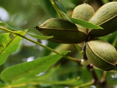 Trees considered messy include those that drop fruit nuts twigs and branches