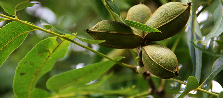 Avoid These 5 Messy Trees