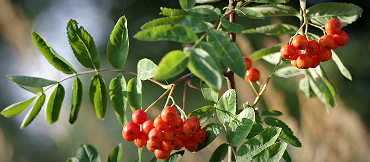 Mountain ash while fruiting