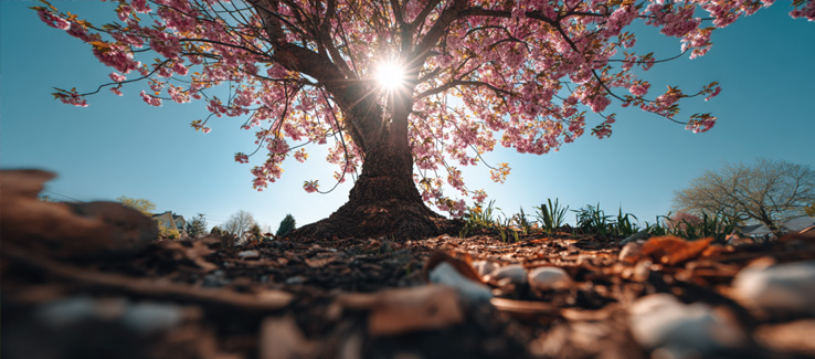 mulched cherry blossom tree in a sunny yard