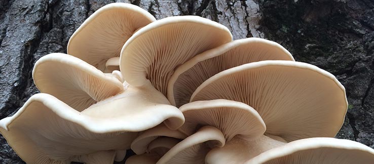 Dying oak tree symptoms include mushroom conks growing out of roots limbs and trunk