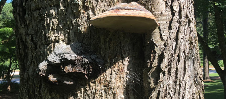 Mushroom conks on tree trunk indicating disease in the heartwood