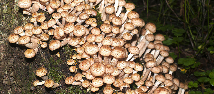 Mushrooms growing from the base of a tree represent advanced decay