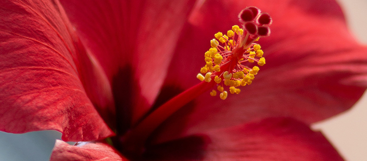 Prevent soil erosion by planting native shrubs and trees like hibiscus