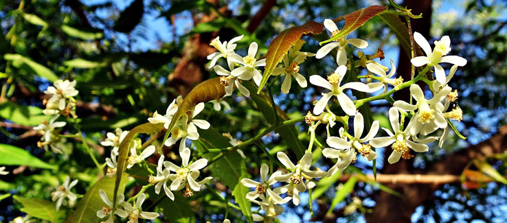Neem tree flowers Atlanta Ga