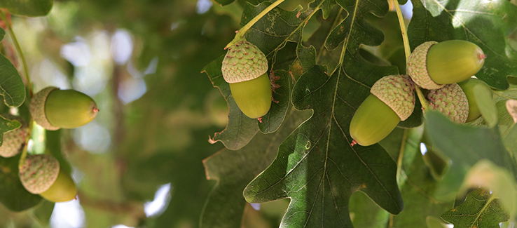 Oak trees live hundreds of years providing nourishment and shelter to wildlife