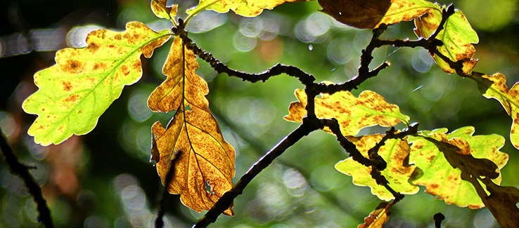 Quercus oak leaf spot