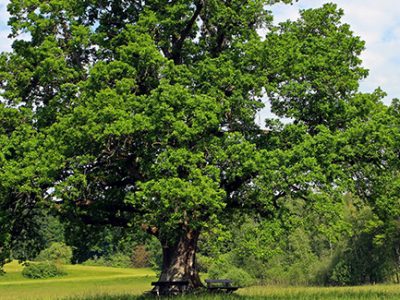 Oak trees are large deciduous trees