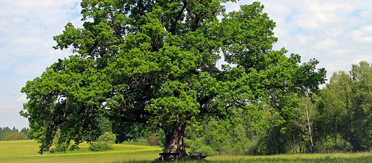 How to Keep an Oak Tree Small: The Secrets Revealed 4 oak tree 1