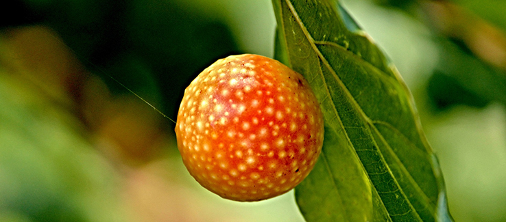 Oak trees can suffer from infestations and disease like galls