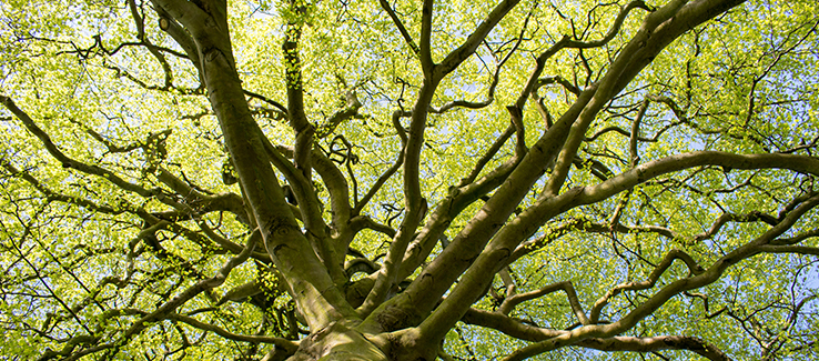 The best trees for pollinators include oak