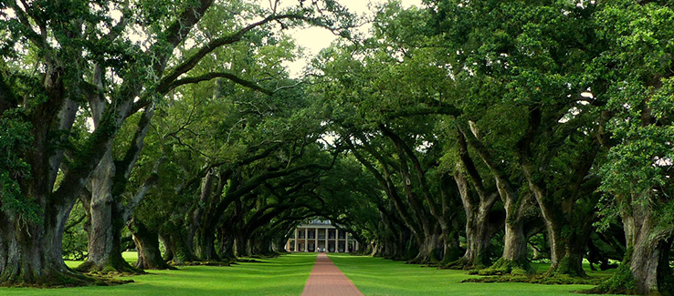 Components of an Atlanta Georgia landscape include trees like oaks