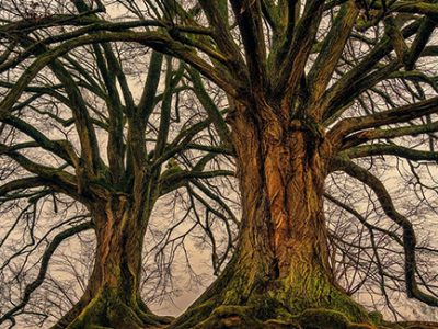 Old trees growing undisturbed