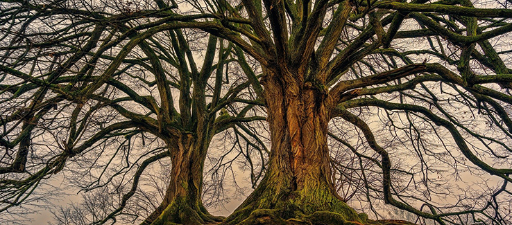 Old trees growing undisturbed