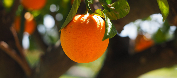 Citrus X sinensis has a lifespan of 50 to 150 years