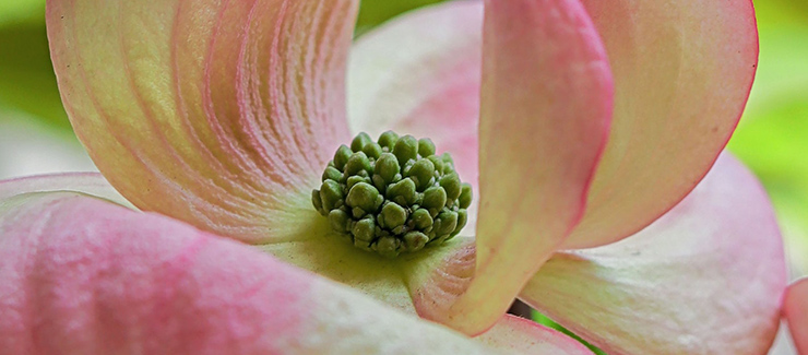 ornamanetal dogwood tree flower