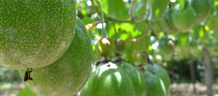 Zone 7 exotic landscape fruit trees include passion fruit