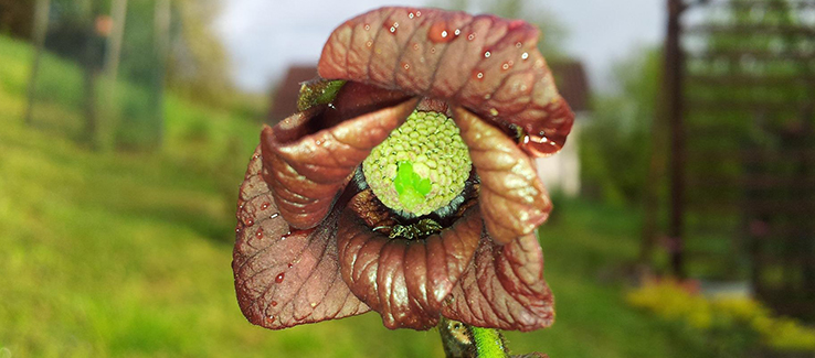 Zone 7 exotic landscape fruit trees include pawpaw