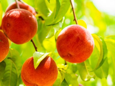 Peaches on a fruit bearing tree during the growing season