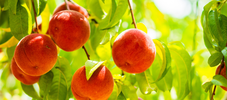 Peaches on a fruit bearing tree during the growing season