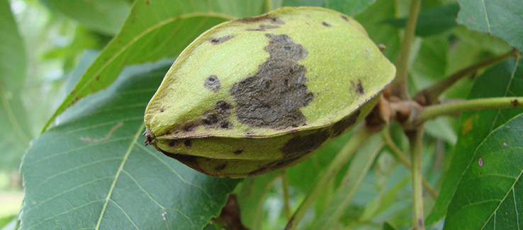 Trees considered messy include pecan trees