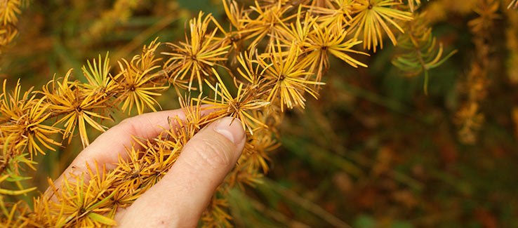 Dying pine tree with chlorotic foliage