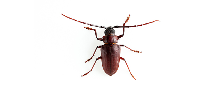 pine sawyer beetle
