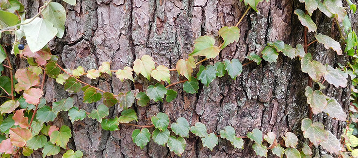 Dying pine tree with climbing vines attached to bark