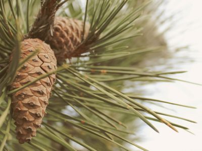 Pine tree with pinecones conifer in yard