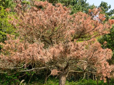 pine wilt disease