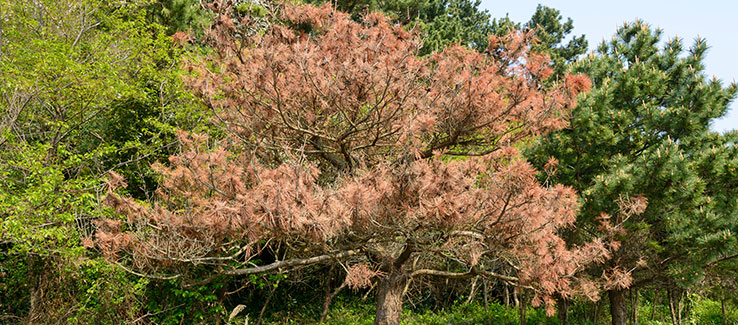 pine wilt disease