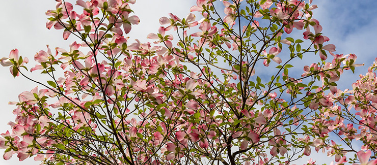 pink dogwood tree