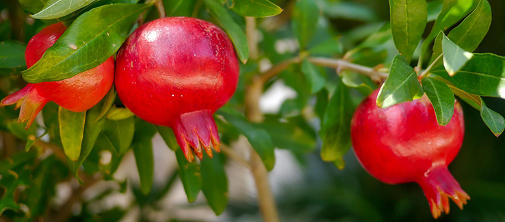 Zone 7 exotic landscape fruit trees include pomegranate