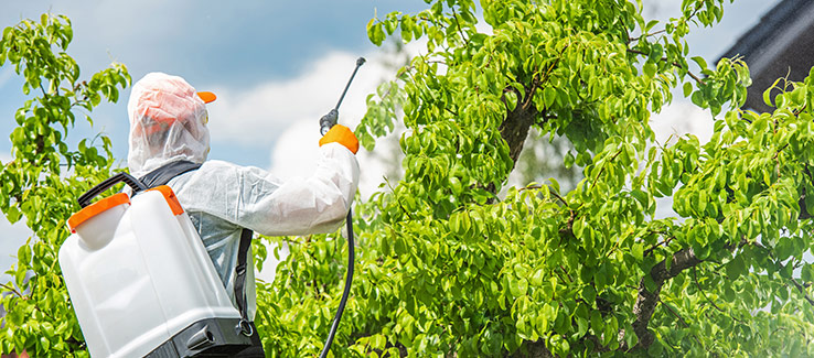 preventive measures against citrus canker spread