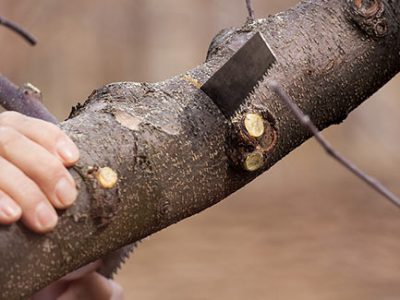 A hand saw can be used to cut a branch up to six inches thick