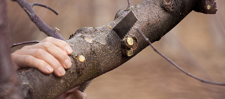 A hand saw can be used to cut a branch up to six inches thick