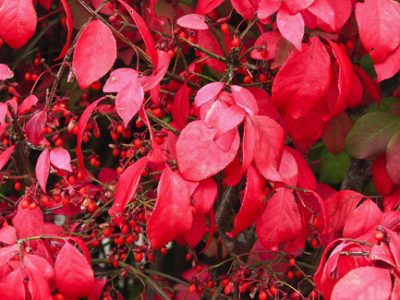 Red twig dogwood with fall foliage in Atlanta yard