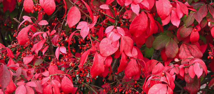 Red twig dogwood with fall foliage in Atlanta yard