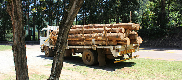 removal of infested pine trees