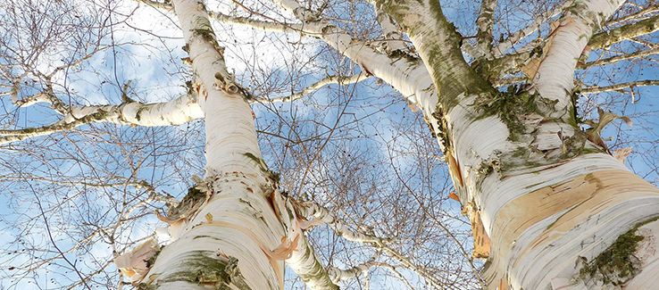 Keep your river birch tree thriving with proper care pruning and pest prevention