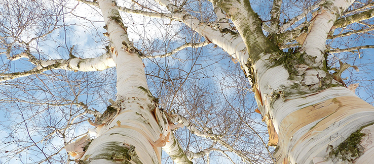 Everything You Need to Know about River Birch Trees