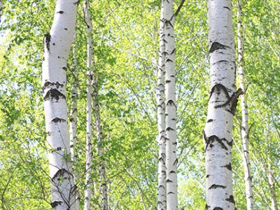 Keep your river birch tree healthy with proper care