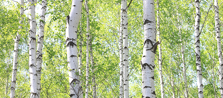 River Birch Is a Favored Yard Tree in the Southern U.S.