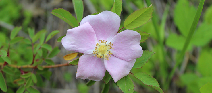 Prairie rose