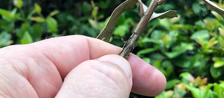 A dry or brittle scratch test mean that spot in the tree is dead