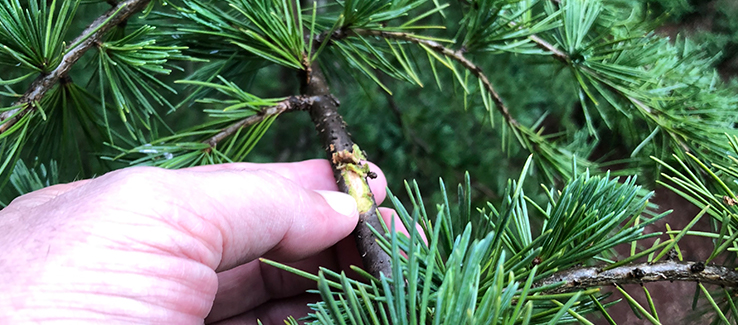 A moist or green scratch test means that wood is living